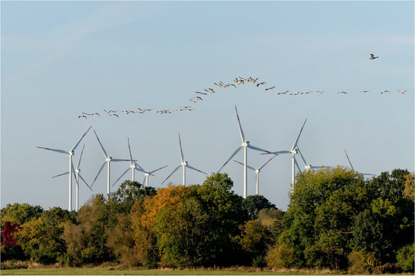 Vogelzug