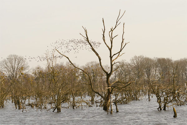 Galenbeck