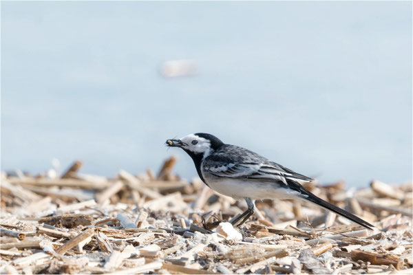 Bachstelze beim Strandspaziergang