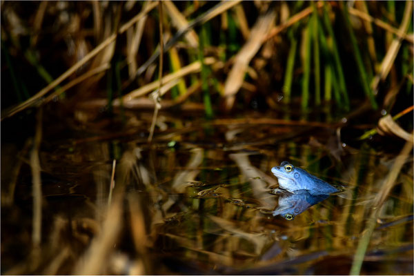 Moorfrosch