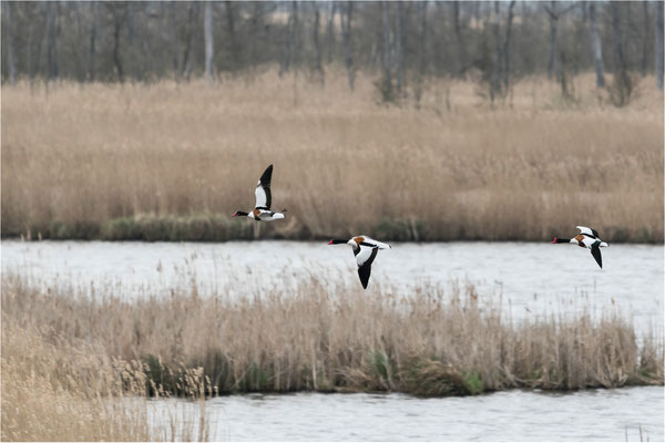 Brandgänse im Anklamer Bruch