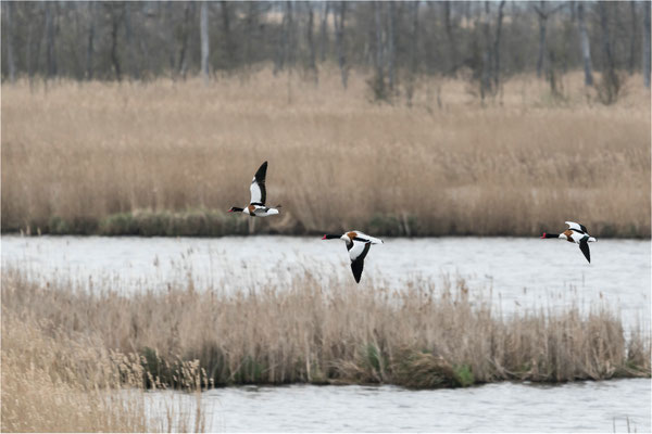 Brandgänse im Anklamer Bruch