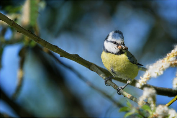 Blaumeise mit Beute