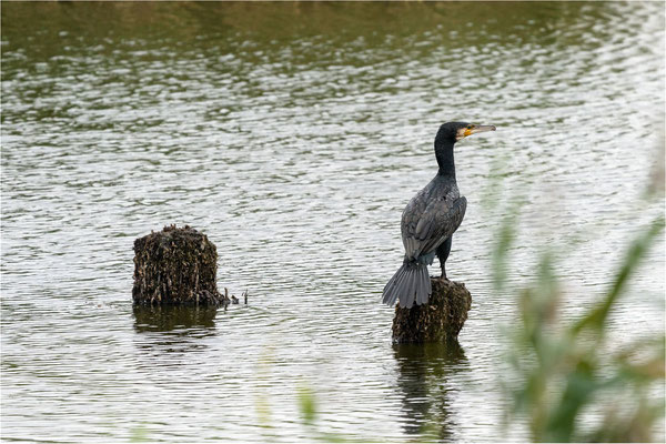 Kormoran