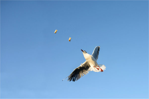 Flugfütterung