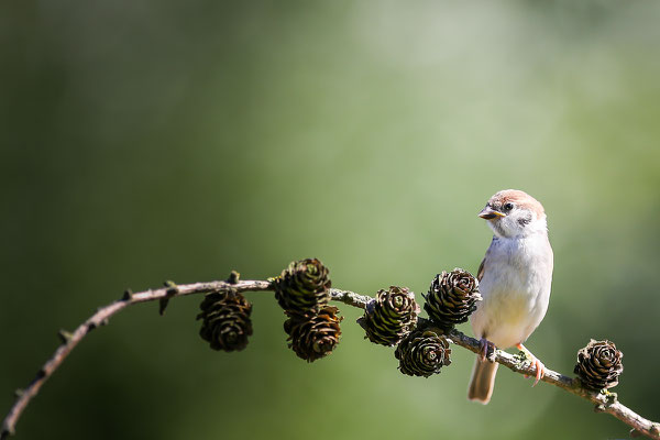 der spatz