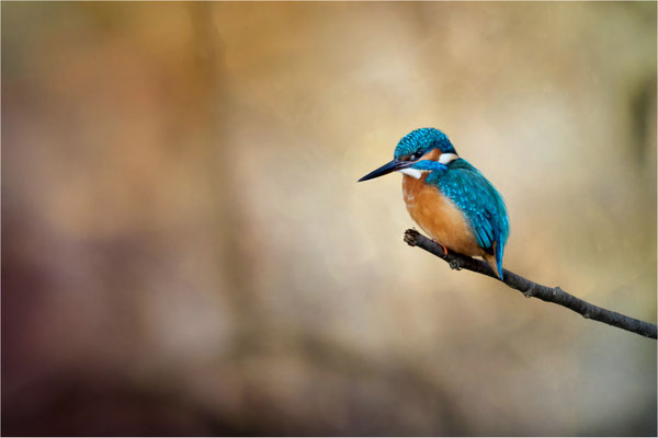 Eisvogel am Gätenbach