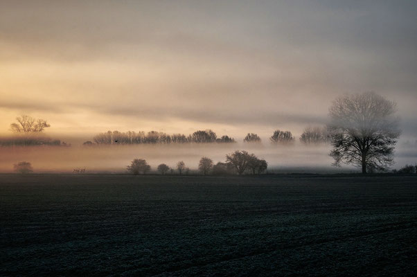 Frühnebel