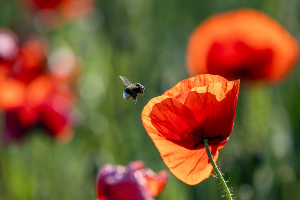 Mohn