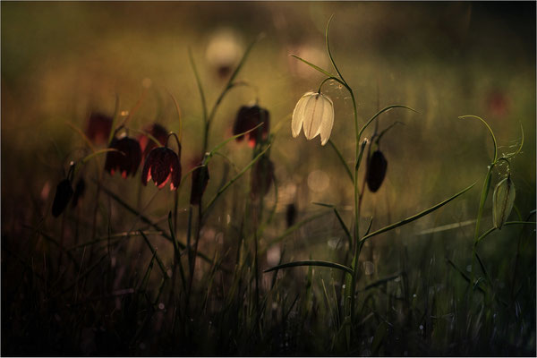Schachbrettblumen