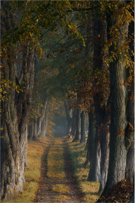 Herbstallee bei Klein Vielen