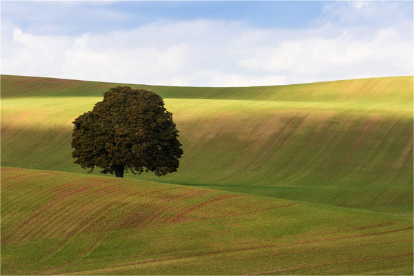 Kastanie im Herbst