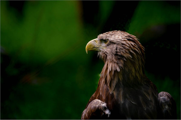 Steinadler