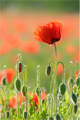 Mohnblüte