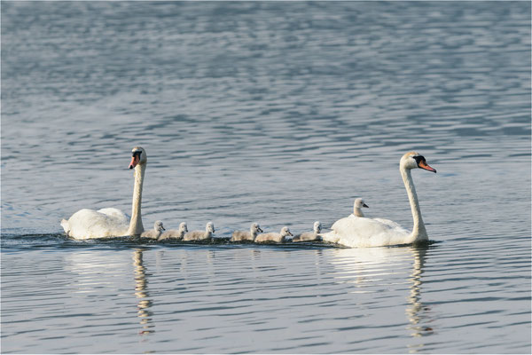 Schwanennachwuchs auf dem Tollensesee