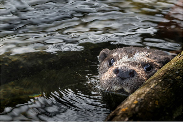 Fischotter