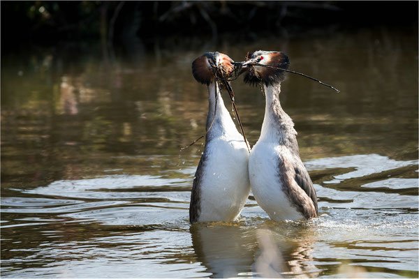 Haubentaucherbalz - Pinguinpose mit gleichzeitigem Präsentieren von Nistmaterial