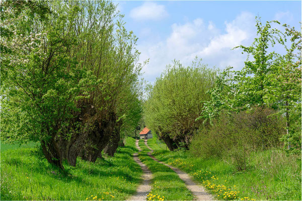 Kopfweiden