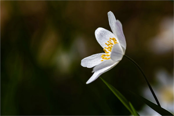 Anemone