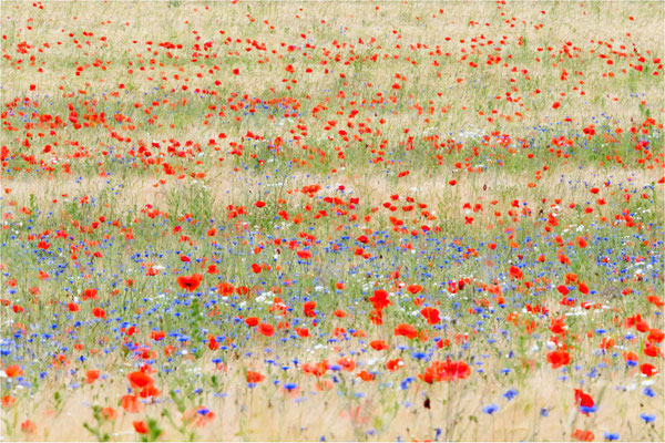 Mohnblumenfeld