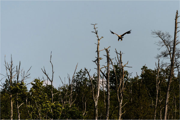 Seeadler im Landeanflug  -  Fototour am 20.07.2024