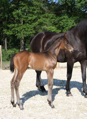 Hengstfohlen von Duke of Hearts xx, 10 Tage alt
