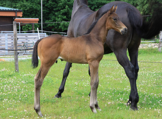 Hengstfohlen von Duke of Hearts xx, 3 Wochen alt