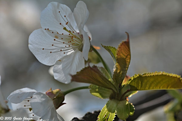 Kirschblüte