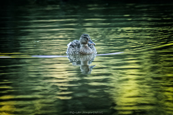 Ente im Niederzierer See