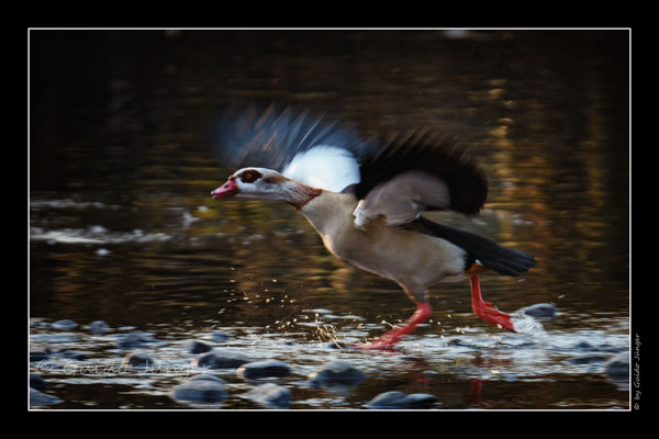 #009 Nilgans