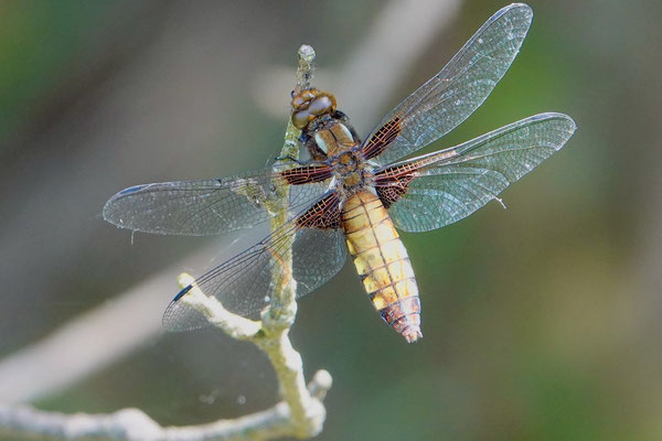 libellula depressa femelle (libellule déprimée)