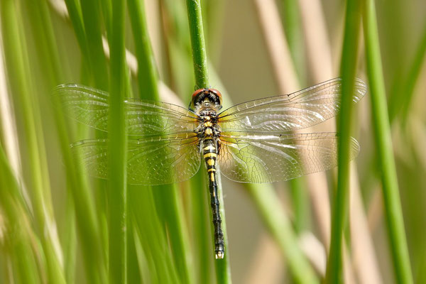 leucorrhinia albifrons (leucorrhine à front blanc)