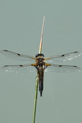 libellula quadri maculata (libellule à quatre taches)