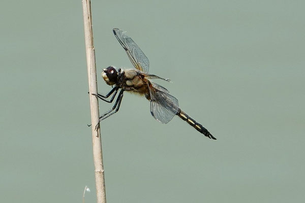 libellula quadri maculata (libellule à quatre taches)