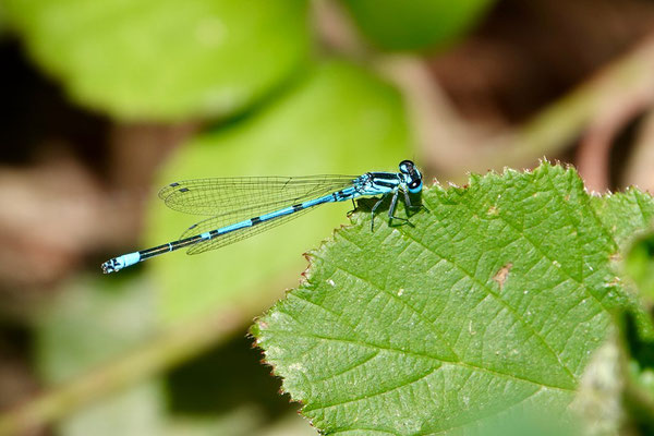 coenagrion puella (agrion jouvencelle)