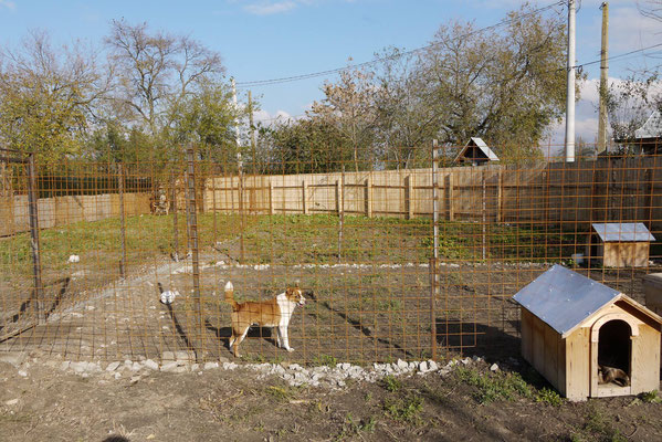 Schutzhof Fur Hunde Schutzhof Fur Hunde Rumanien Hundevermittlung