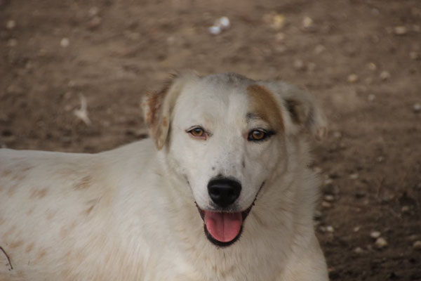 Lina Zur Vermittlung In De Schutzhof Fur Hunde Rumanien Hundevermittlung