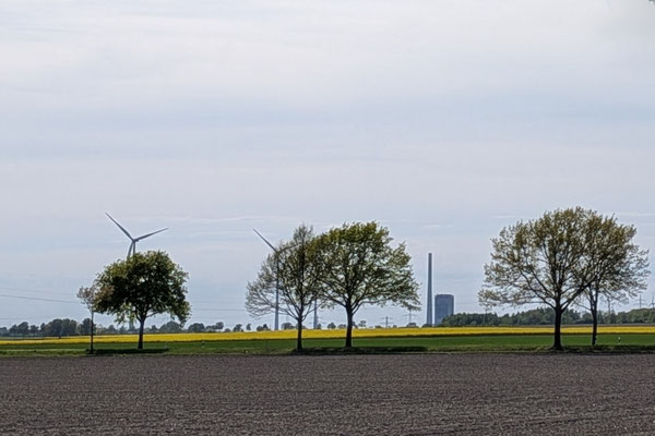 02. Mai 2026 - Vöhrum Rapsfeld