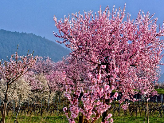 Mandelbaum in Blüte