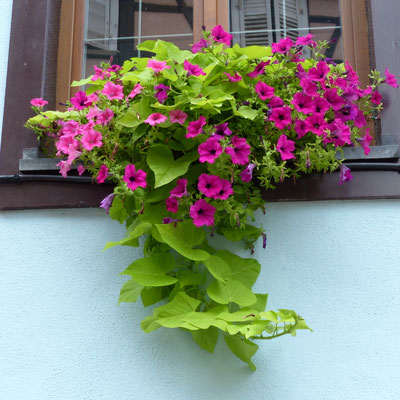 August 2014 Riquewihr