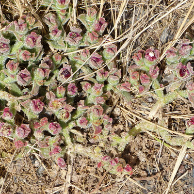 Mesembryanthemum crystallinum, Eiskraut