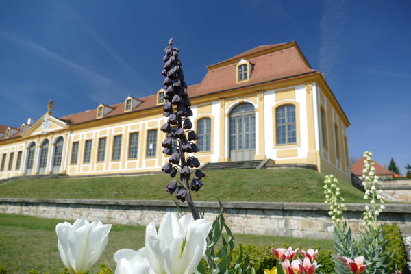April 2019 Barockgarten Großsedlitz