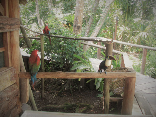 Mis Palafitos