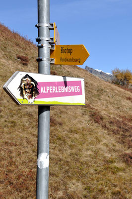 Lauchernalp im Sommer - Alperlebnisweg, Biotop