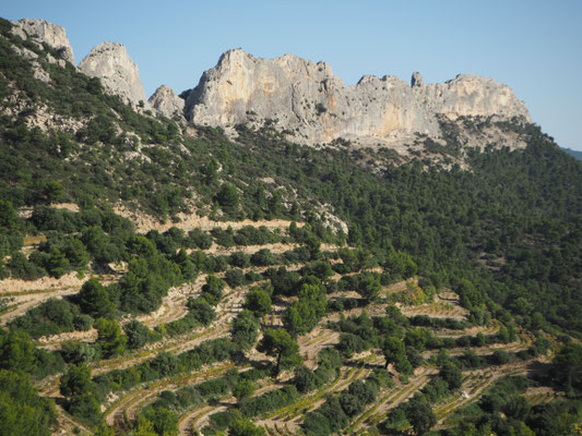 Dentelles de Montmirail, op de hellingen: wijngaarden in terrasvorm met bomenrijen ter bescherming tegen de Mistral.