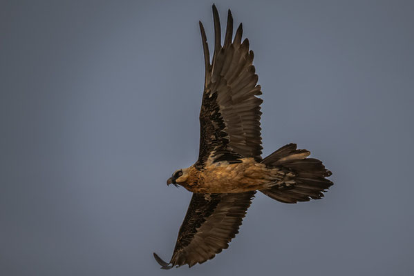 Bearded Vulture