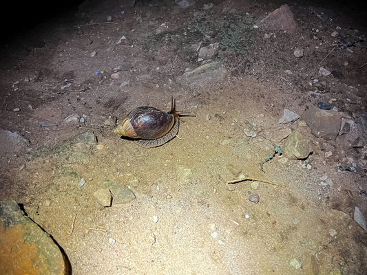 Afrikanische Achatschnecke