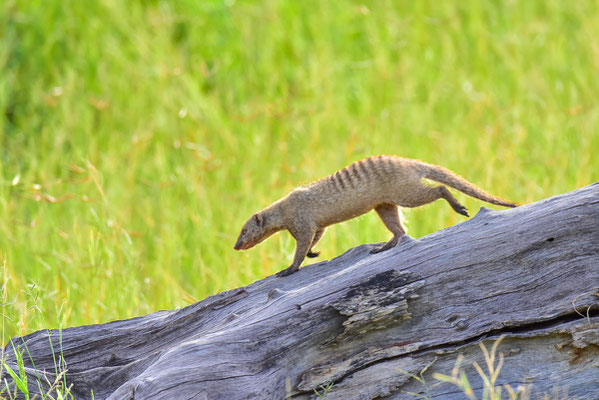 Mongoose