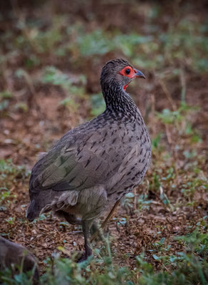 Swainson's Spurfowl