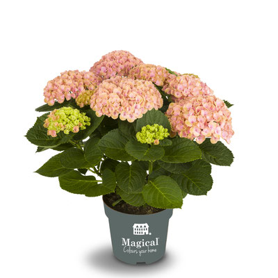 ©Magical Colours Your Home, hortensia Revolution rose en 14 cm.